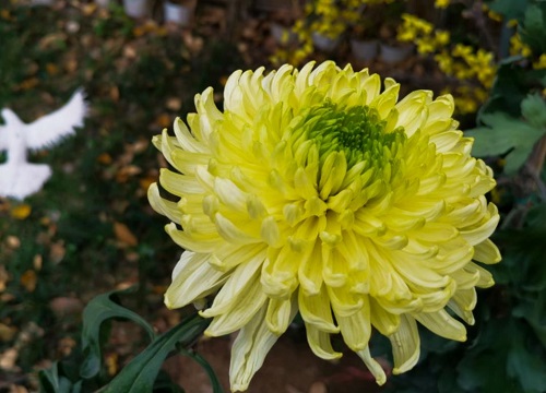 十大名贵菊花品种大全