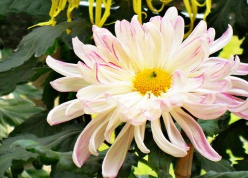 十大名贵菊花品种大全