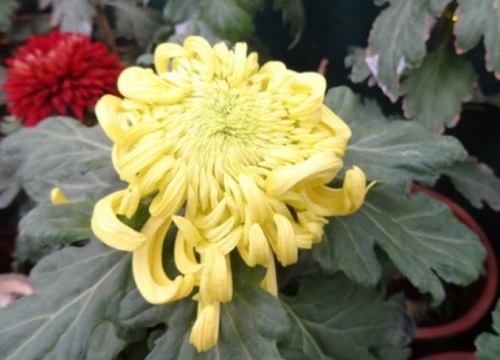 十大名贵菊花品种大全