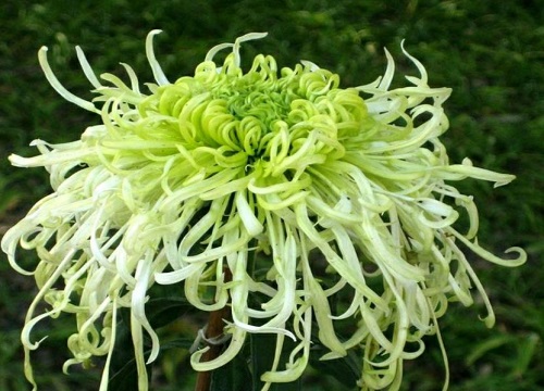 十大名贵菊花品种大全