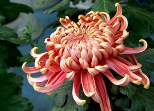 十大名贵菊花品种大全