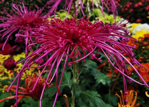 十大名贵菊花品种大全