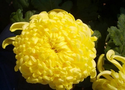 十大名贵菊花品种大全