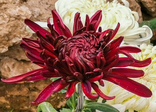 十大名贵菊花品种大全