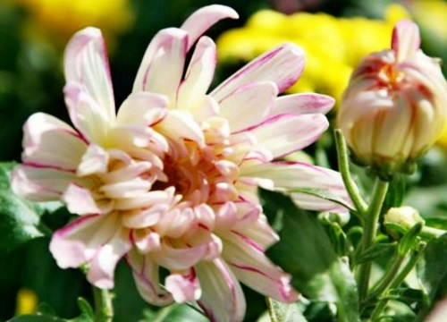 十大名贵菊花品种大全