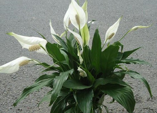 白掌冬天怎么养才能安全过冬