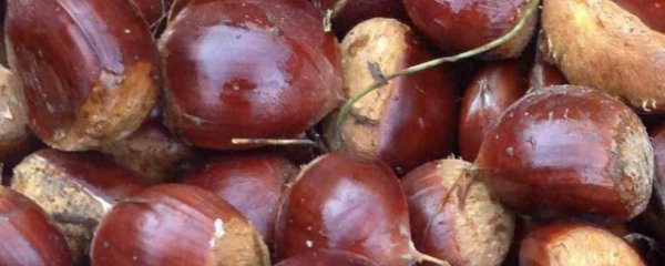 保存新鲜栗子小技巧