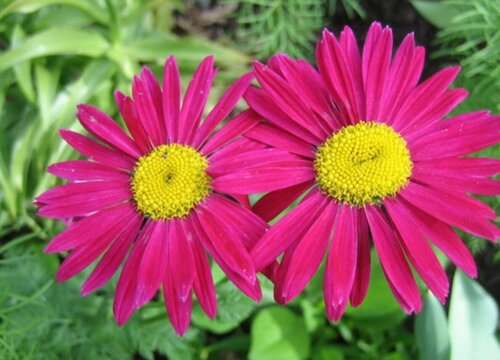 除虫菊什么时候播种合适