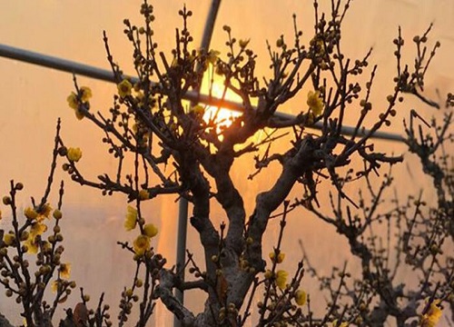 腊梅花的功效与作用