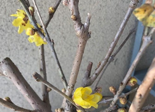 腊梅花的功效与作用