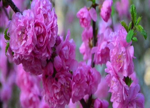 腊梅花的功效与作用