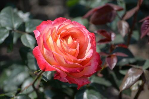 家里养月季花风水好吗