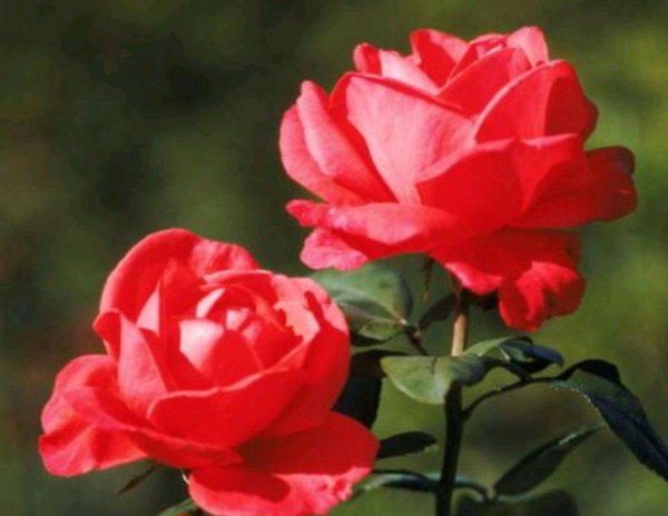 家里养月季花风水好吗