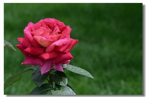 家里养月季花风水好吗