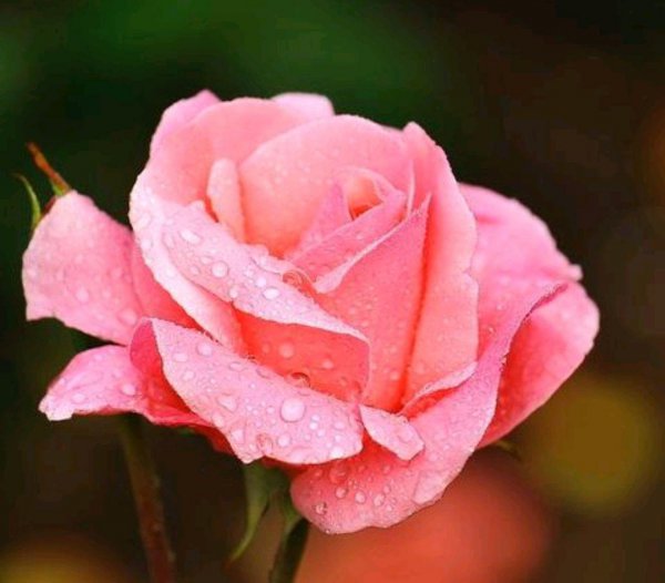 家里养月季花风水好吗