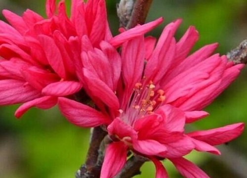 榆叶梅花期是什么时候