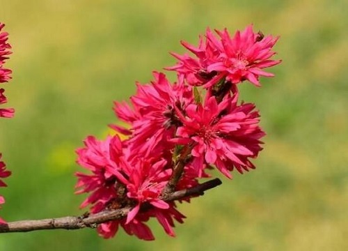 榆叶梅花期是什么时候