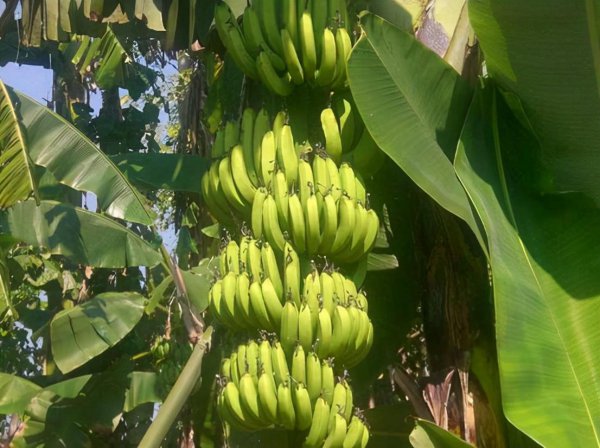 一吃就拉屎的水果