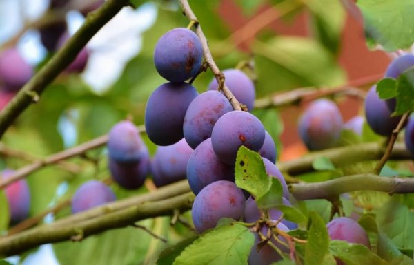 一吃就拉屎的水果