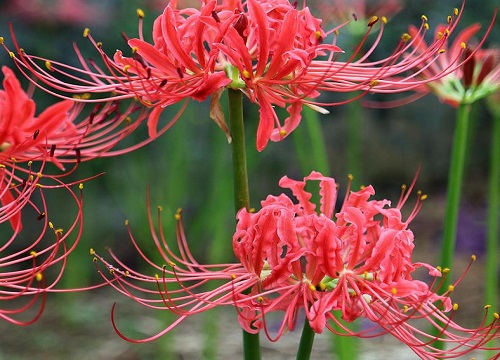 代表希望与救赎的花