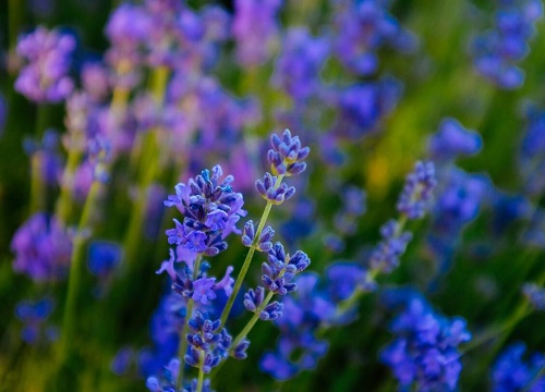 代表希望与救赎的花