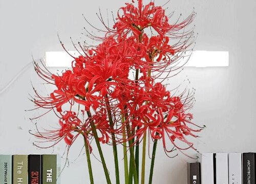 代表希望与救赎的花