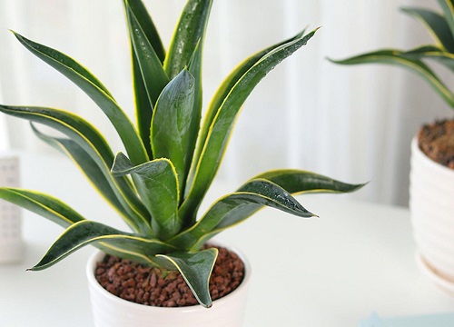 代表希望与救赎的花