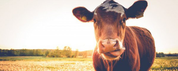 2023年生肖牛运程