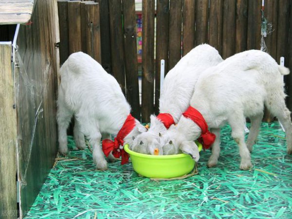 十二生肖什么生肖最自律