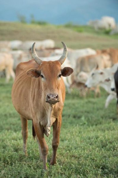 十二生肖什么生肖最自律