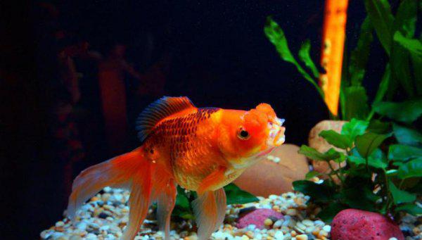 锦鲤和金鱼的区别