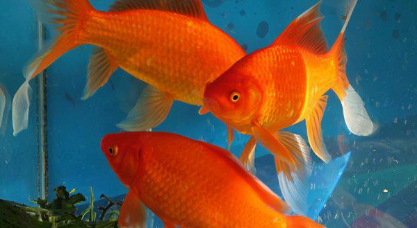 锦鲤和金鱼的区别