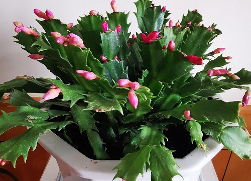 如何养护蟹爪兰生长旺盛开花多