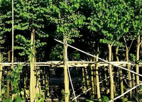 鸡丝木是什么木材