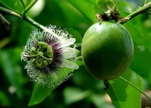 百香果炭疽病的发病原因与治疗方法