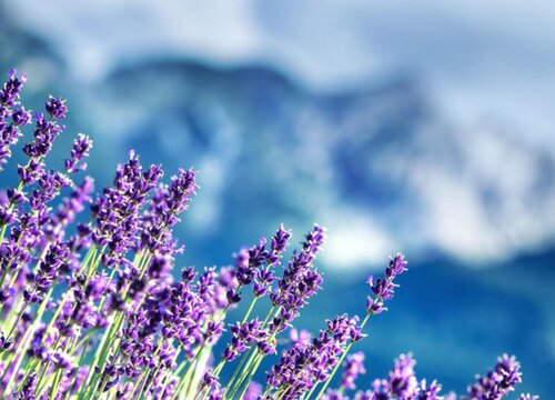 薰衣草耐寒多少度