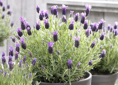 薰衣草耐寒多少度
