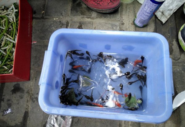 小蝌蚪喜欢吃什么食物