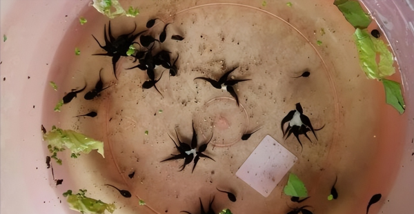 小蝌蚪喜欢吃什么食物