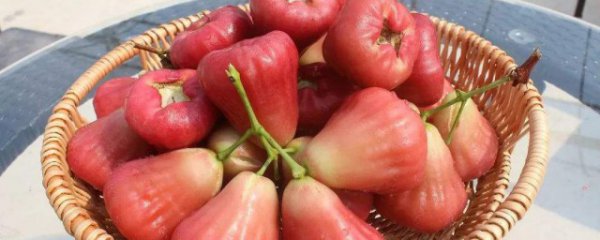 莲雾要放冰箱吗