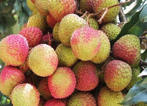 荔枝的品种有哪些