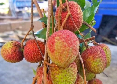 荔枝的品种有哪些