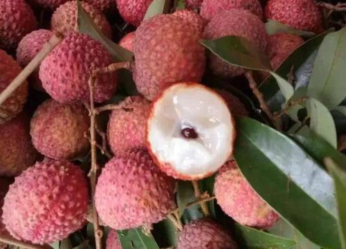 荔枝的品种有哪些