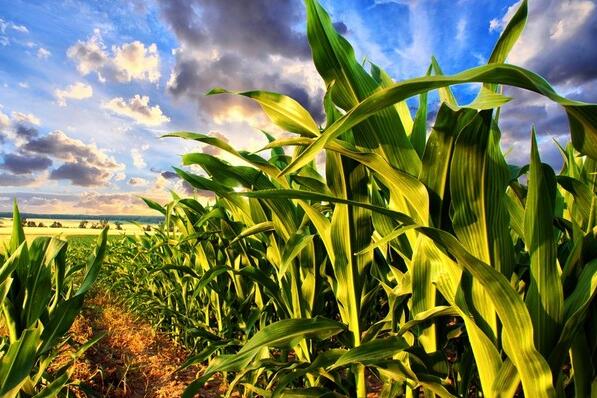 华北玉米什么时候收获