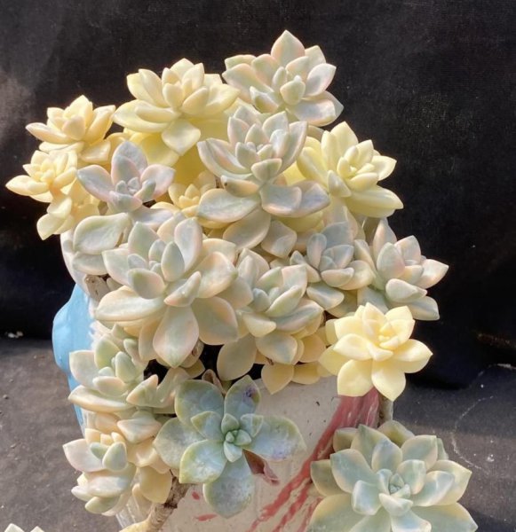 美杏锦多肉好养吗