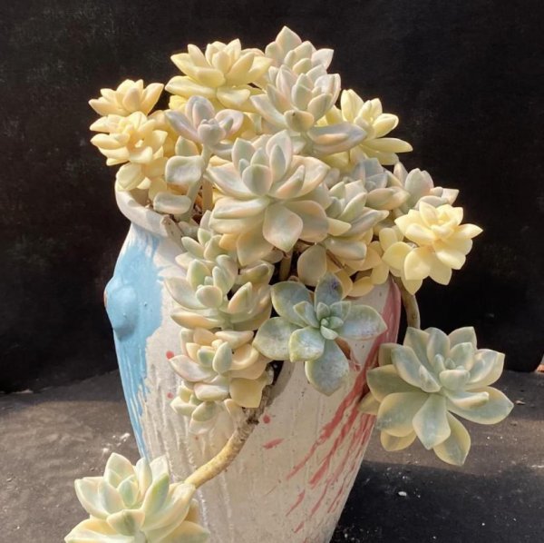 美杏锦多肉好养吗