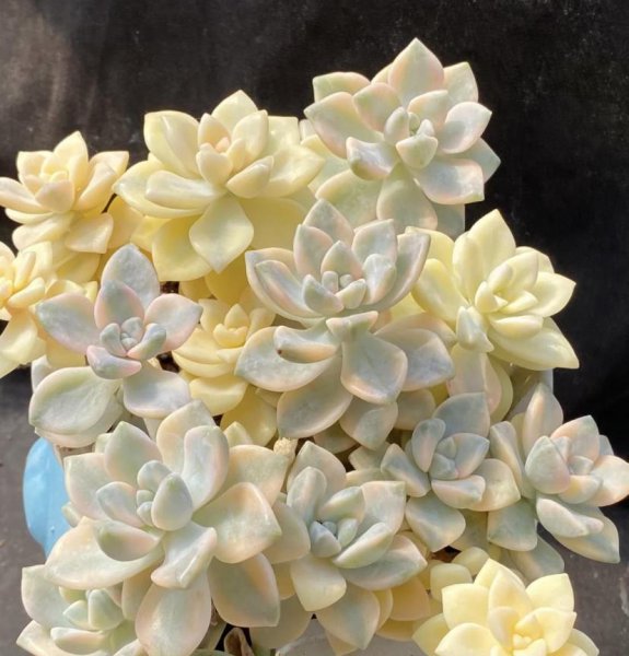 美杏锦多肉好养吗