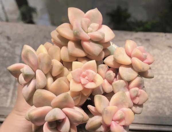 美杏锦多肉好养吗