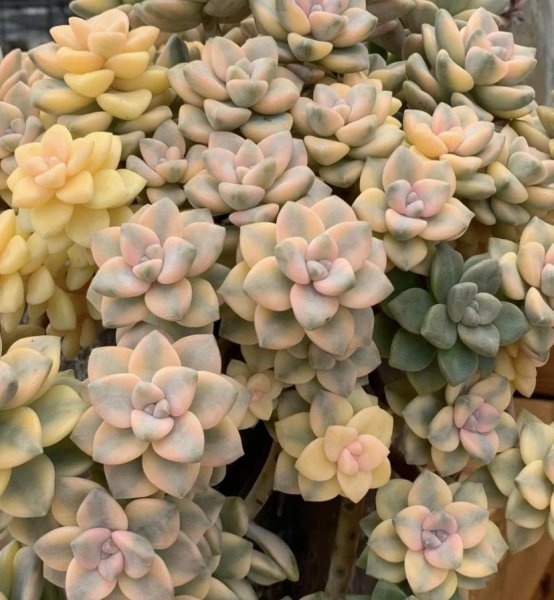 美杏锦多肉好养吗