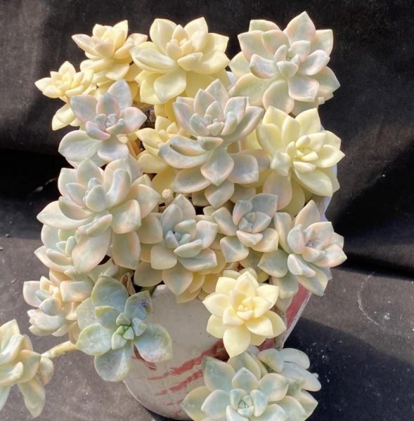 美杏锦多肉好养吗